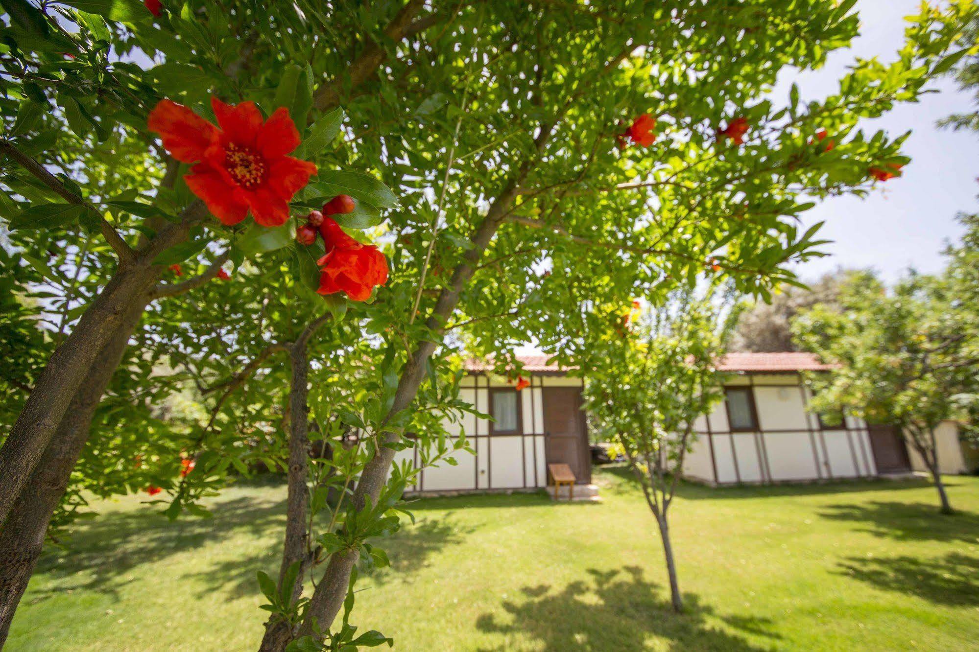 Bal Badem Bungalow Datça Eksteriør bilde